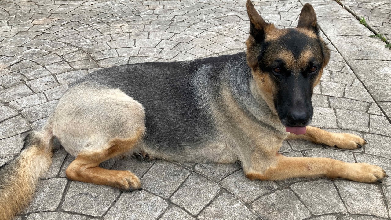 HOT GERMAN SHEPHERD GETS SHAVED |  german shepherd | clsp