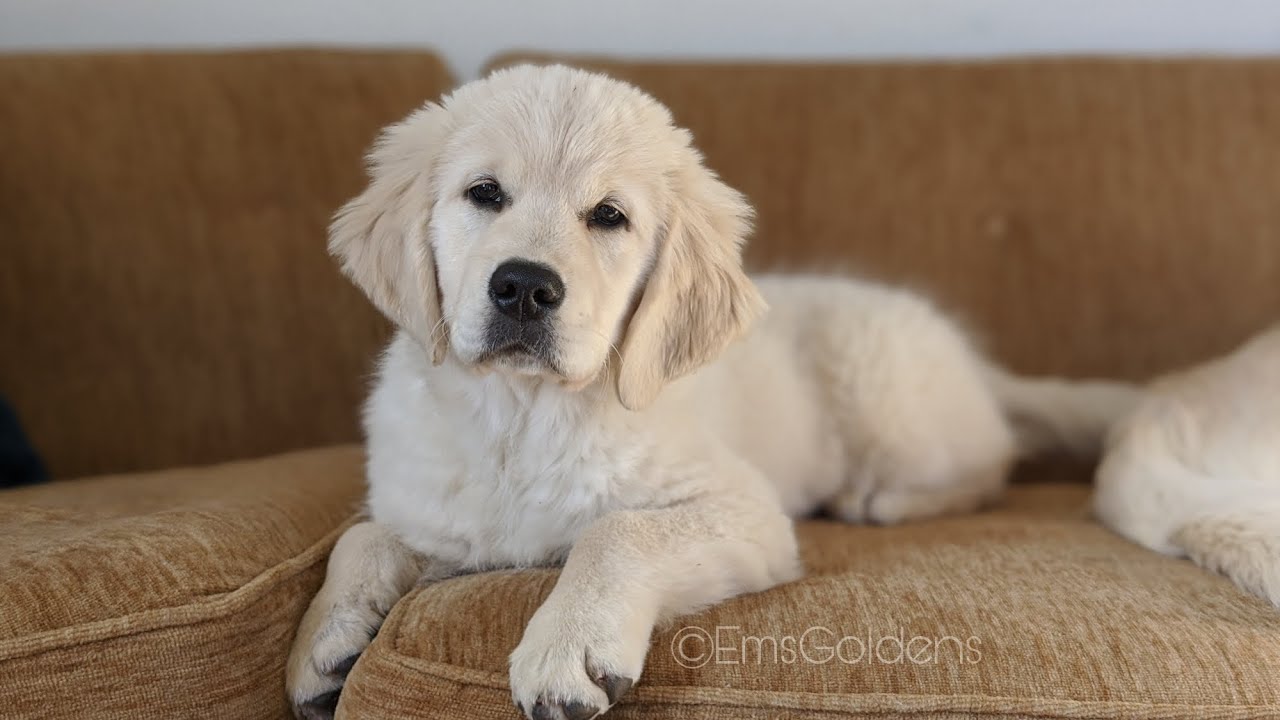puppy training with Keeper (Golden Retriever) episode 6 (crate/kennel training)