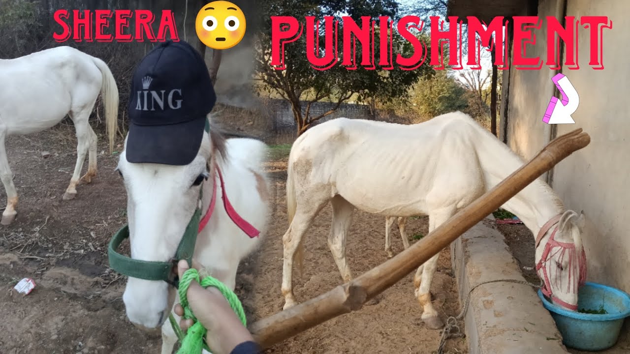 PUNISHMENT GALTI  KAREGI TUO 😳 SHEERA KO TOPI PAHANA DI 😅 