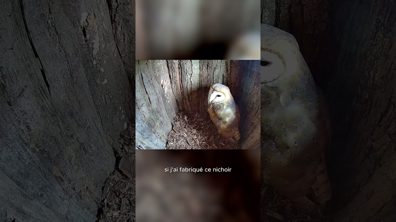 Un nichoir pour les chouettes 🦉