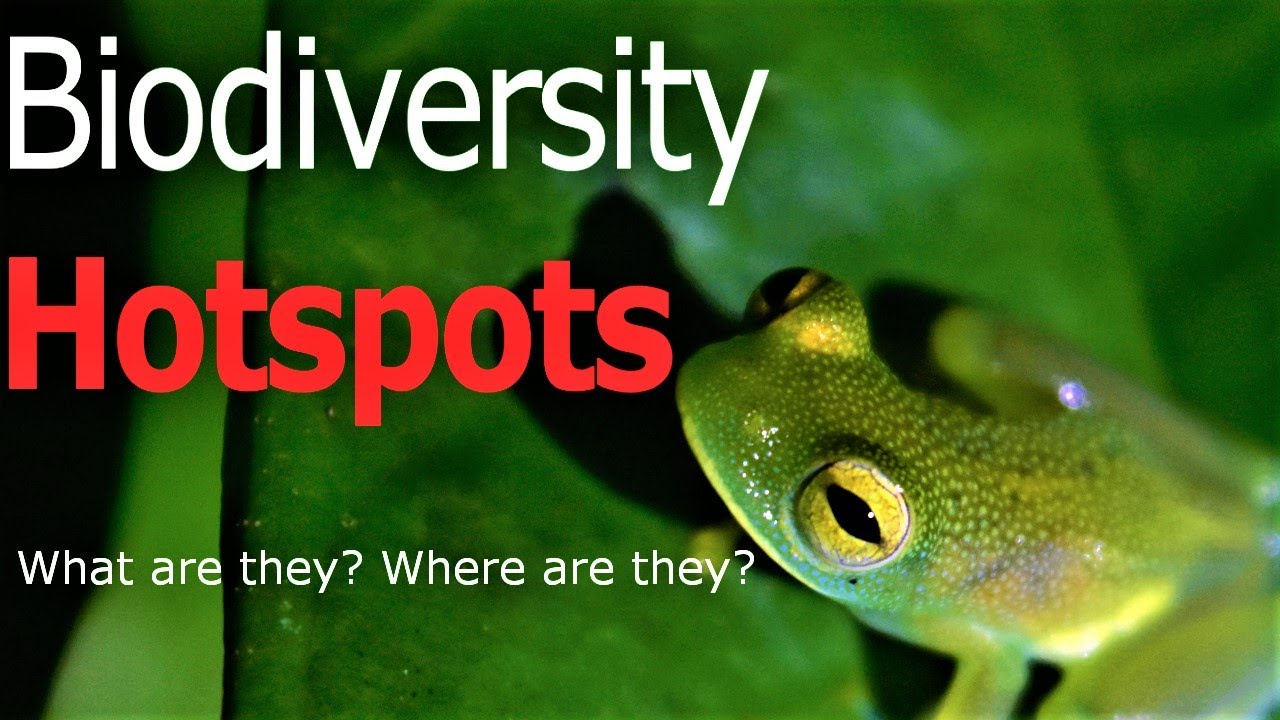 What are Biodiversity hotspots?