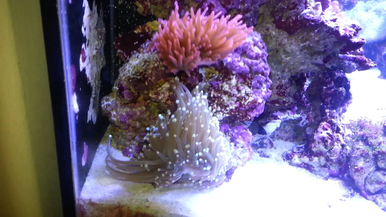Anemone is on the move.  Wild saltwater REEF tank.