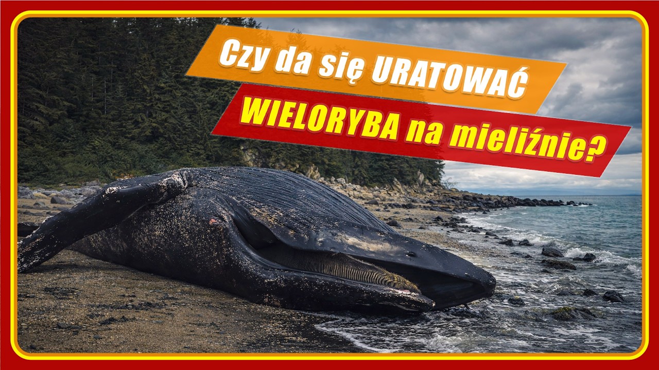 Humbak umiera w Bałtyku. Dlaczego ratunek okazał się niemożliwy?