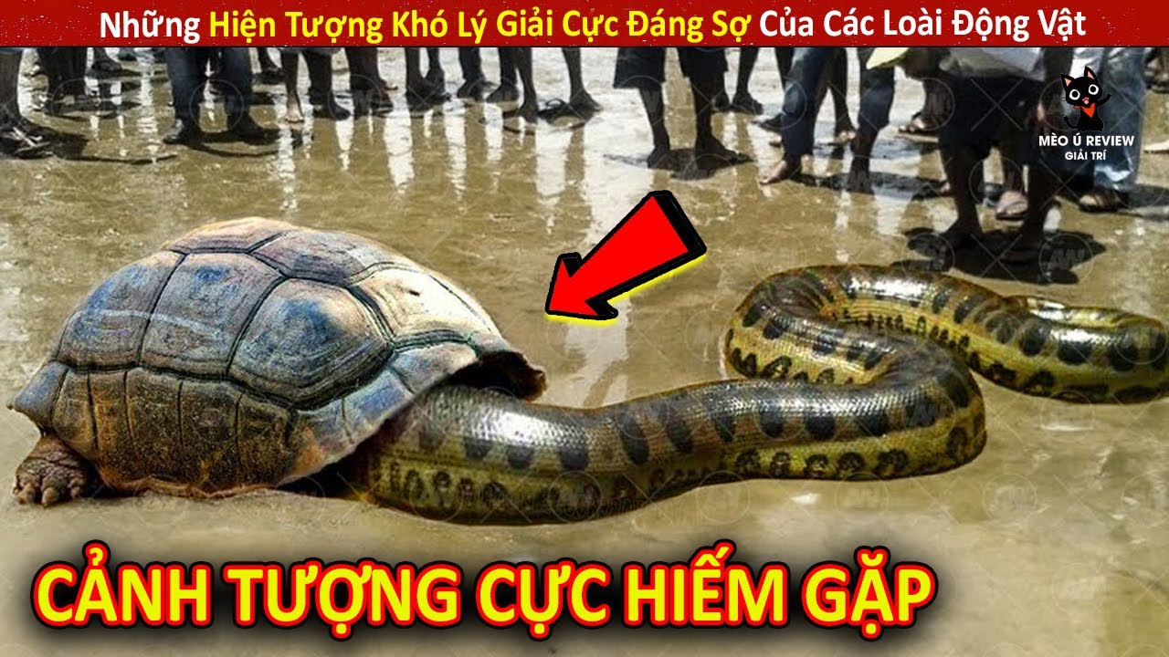 Những Hiện Tượng Khó Lý Giải Cực Đáng Sợ Của Các Loài Động Vật P7 || Review Giải Trí Đời Sống