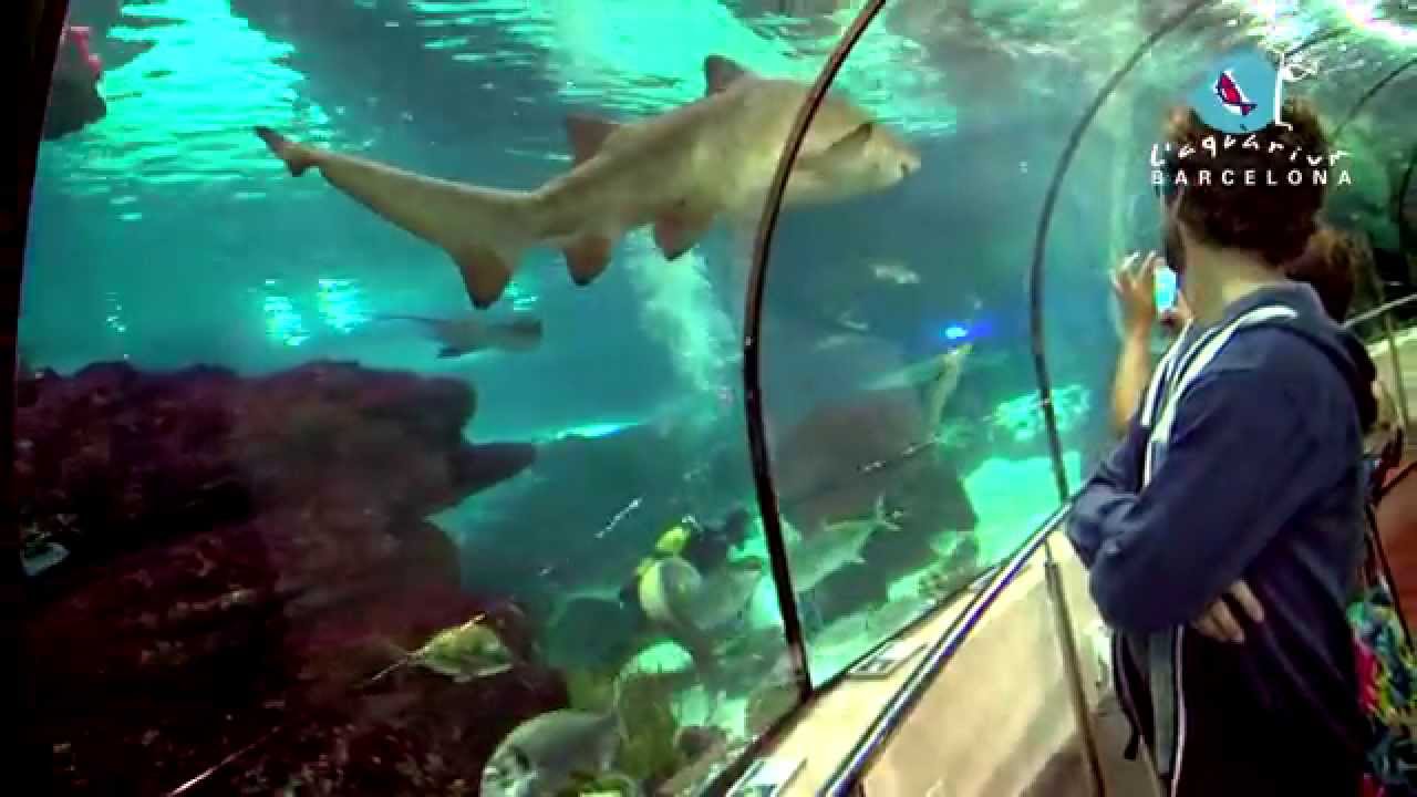 L' Aquàrium de Barcelona