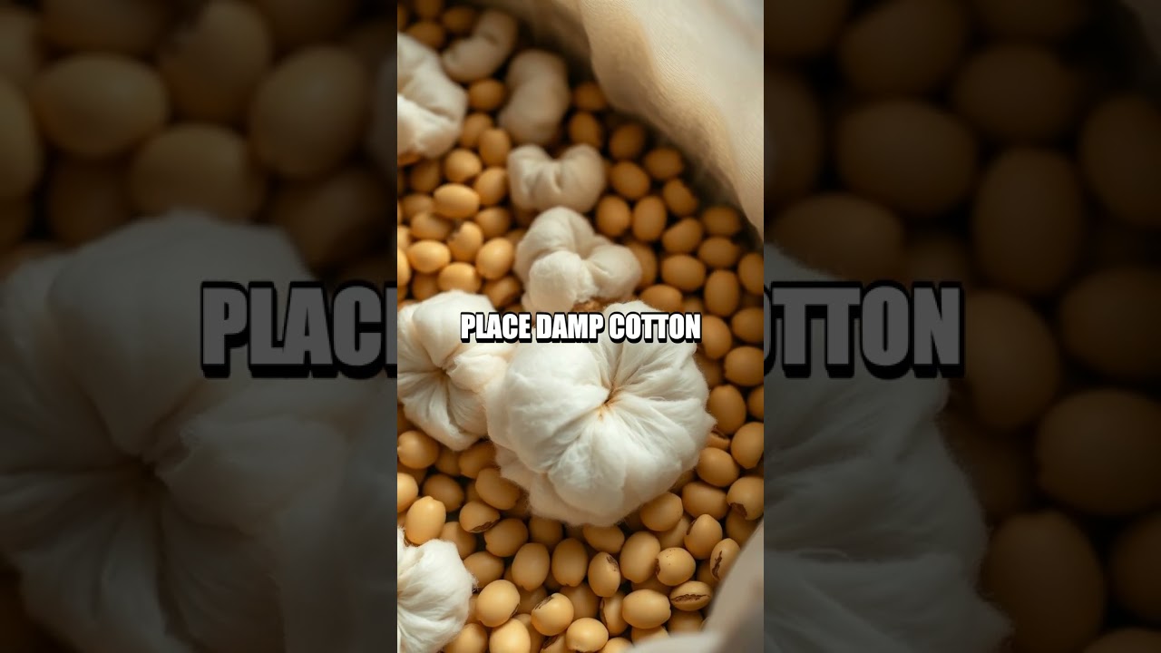 Mini Greenhouse Seed Sprint