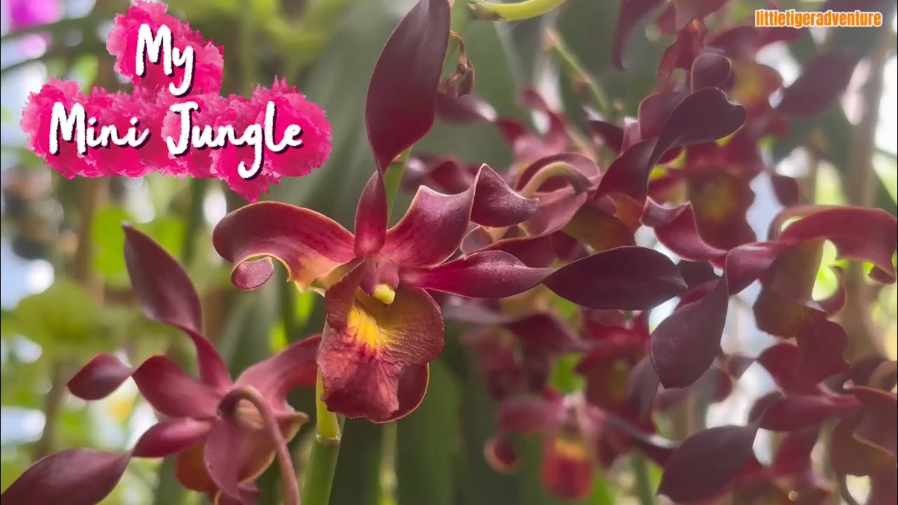 🌿 My Small Jungle Garden | Beautiful Orchids & Fruit Plants