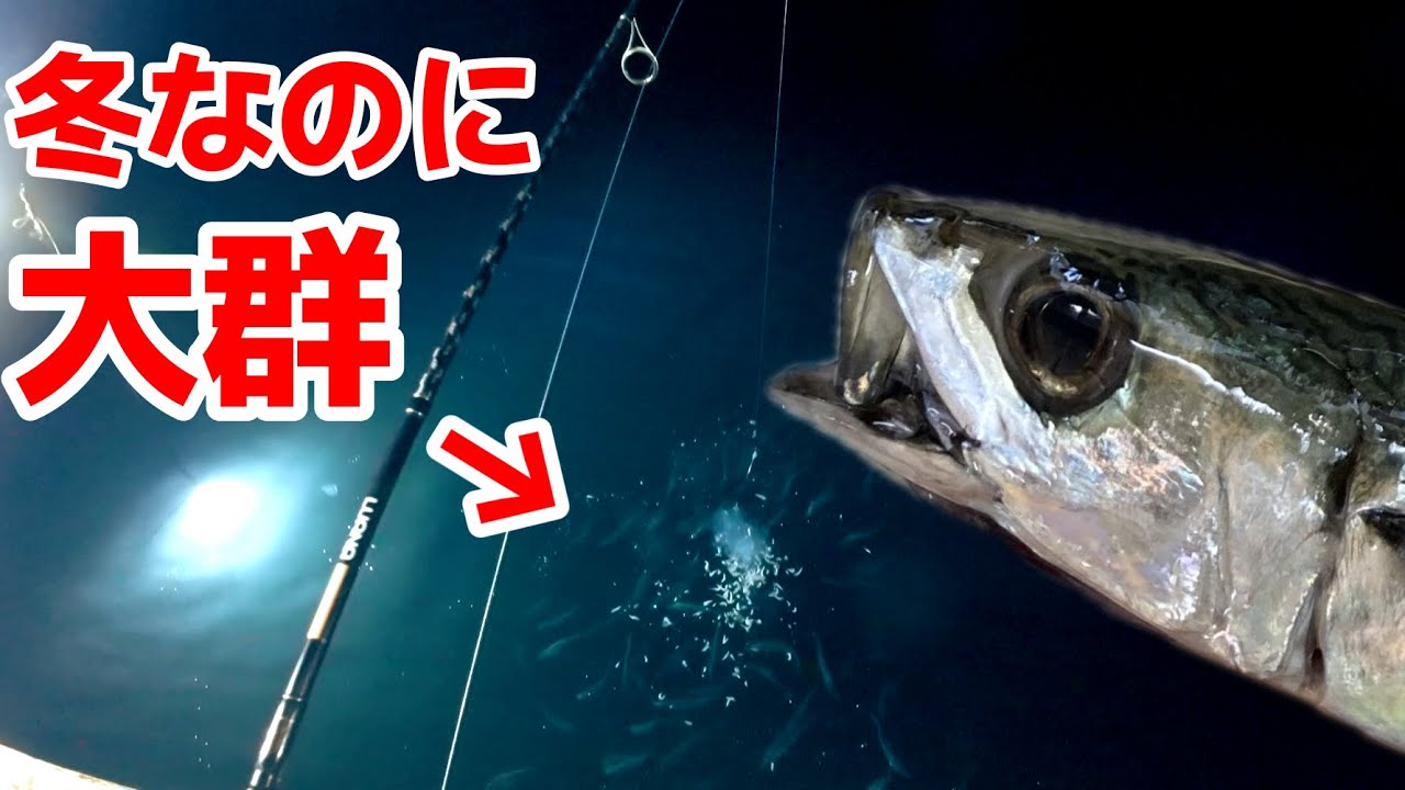 【冬なのに爆釣】戸田港 夜釣りで良型サバの群れ襲来！