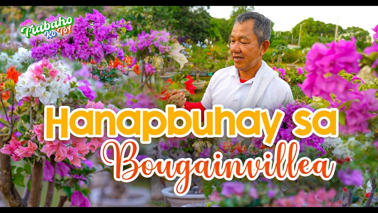 Hanapbuhay sa Bougainvillea | Trabaho Ko 'To!