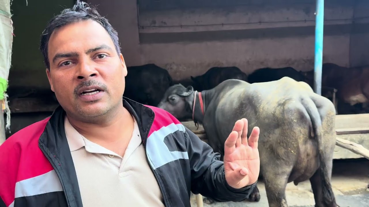 West UP M DHANNA BULL KA AISA RESULT APNE NHI DEKHA HOGA.