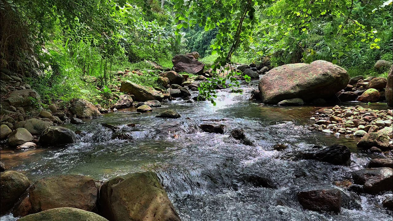 Deep Focus, Inner Peace | Forest River Flowing Over Stones Beneath Lush Green Canopy Daylight