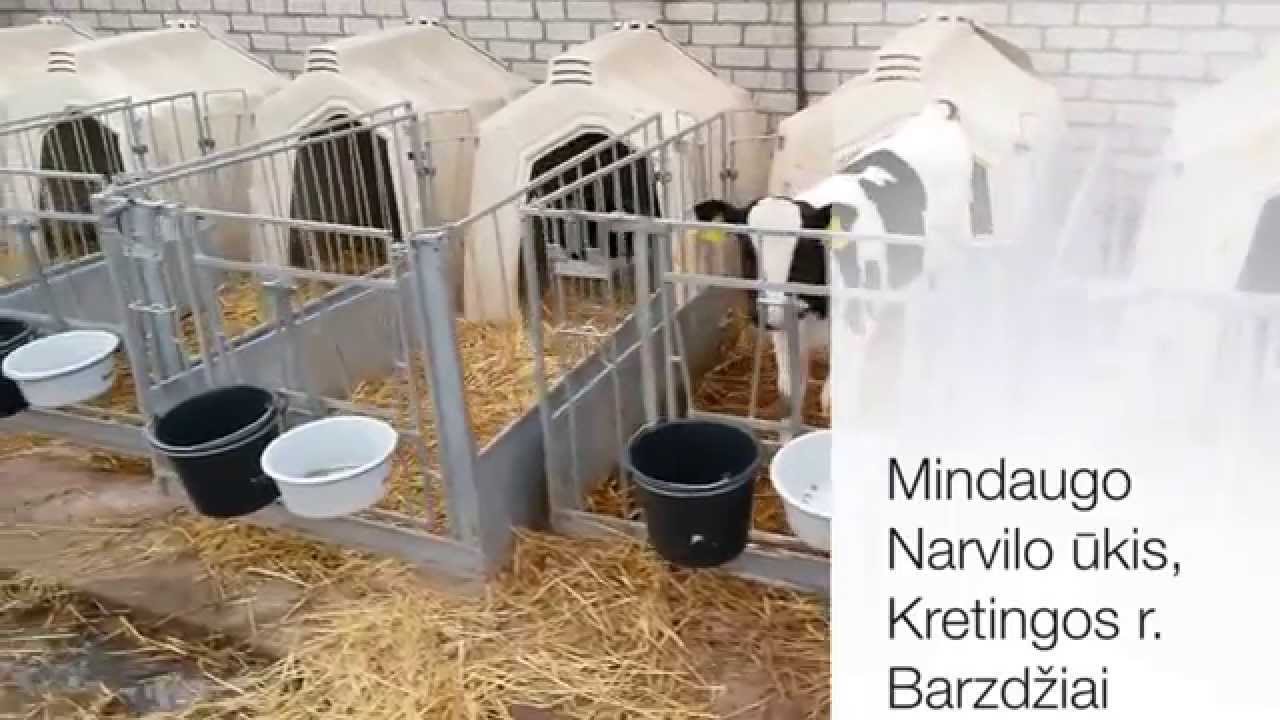 Ver&scaron;eliai Mindaugo Narvilo ūkyje