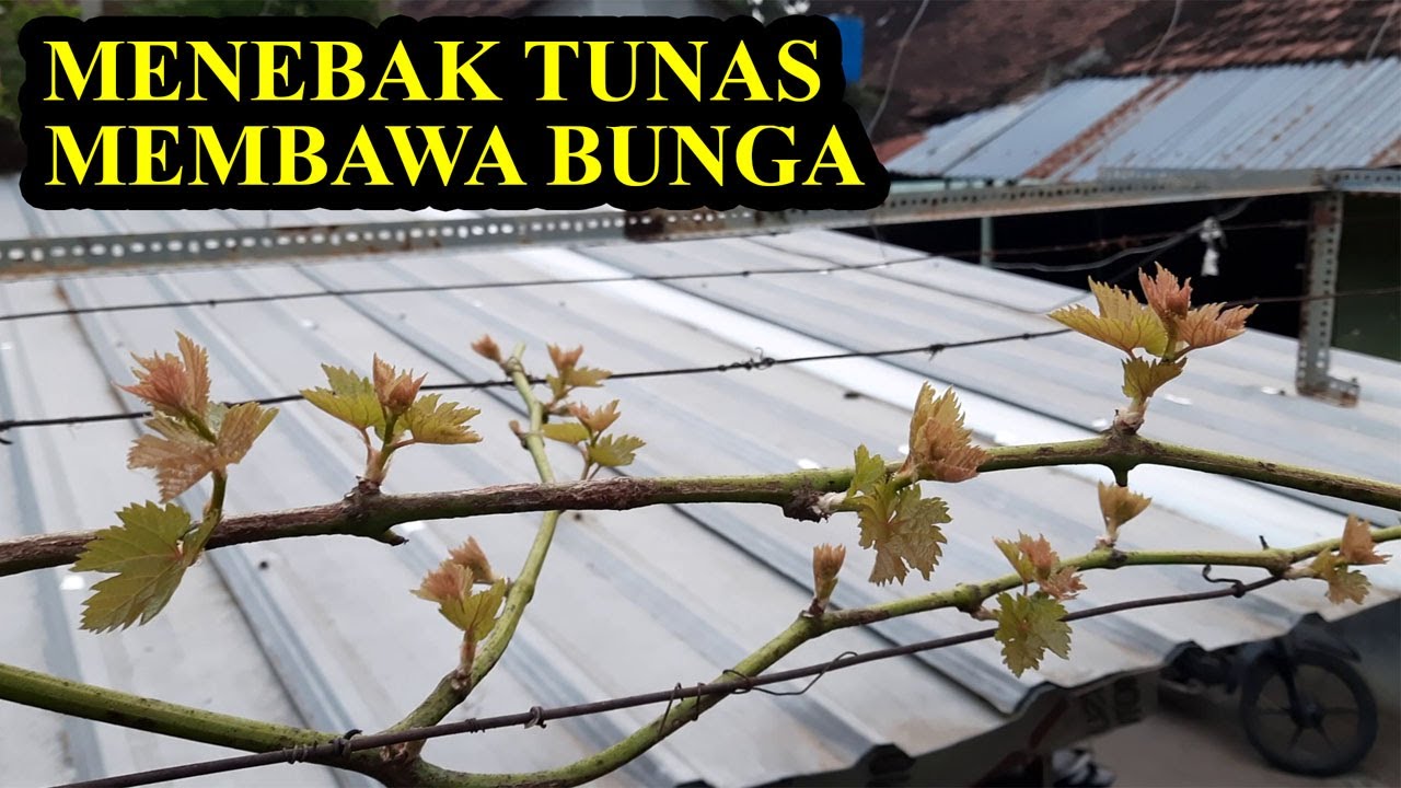 Pruning Cabang Sekunder #Anggur #Cabang_anggur #pruning