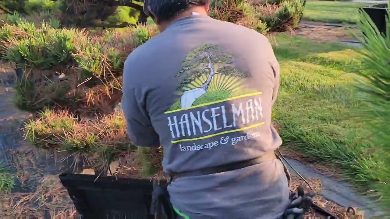 How to prune a Pinus Thunbergii ( Banshoho or Dwarf Japanese Black Pine).