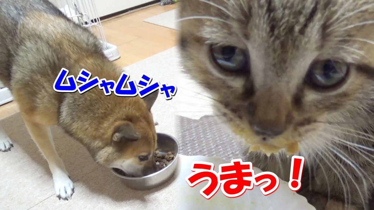 大好きなご飯を食べて感極まる子猫と瞬でご飯を完食する柴犬---Favorite meal kittens and Shiba inu---