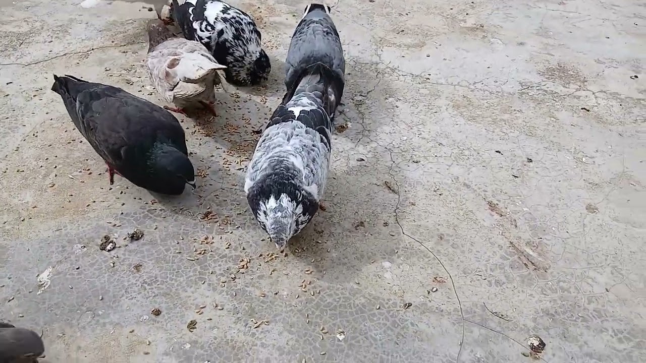 صيد الحمام تالف 💥 وهربلي ذكر كنريو 😢🕊