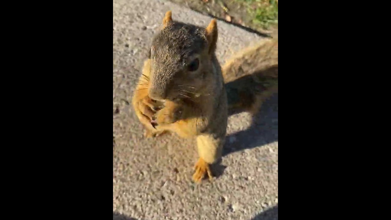 🐿 MUST SEE!! 🐿  wild squirrel catches anything your throw to him.