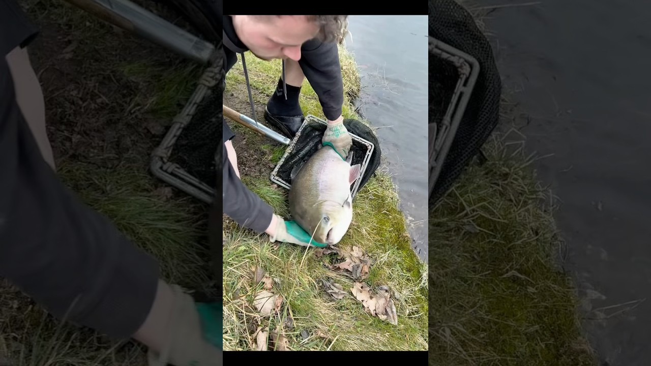 Heute Fischfreilassung f&uuml;r 20 Angler . 🎣🎏Ticketpreis 40 &euro; pro Person #angel #foryoupage❤️❤️ #fish