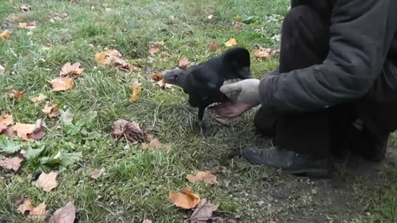 ворон даёт лапу