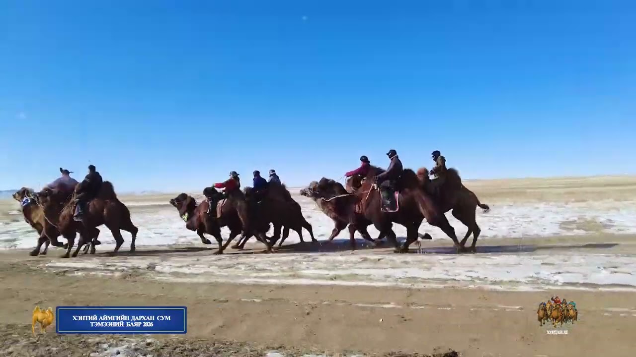 Хэнтий аймгийн Дархан сумын Тэмээний баяр 2026
