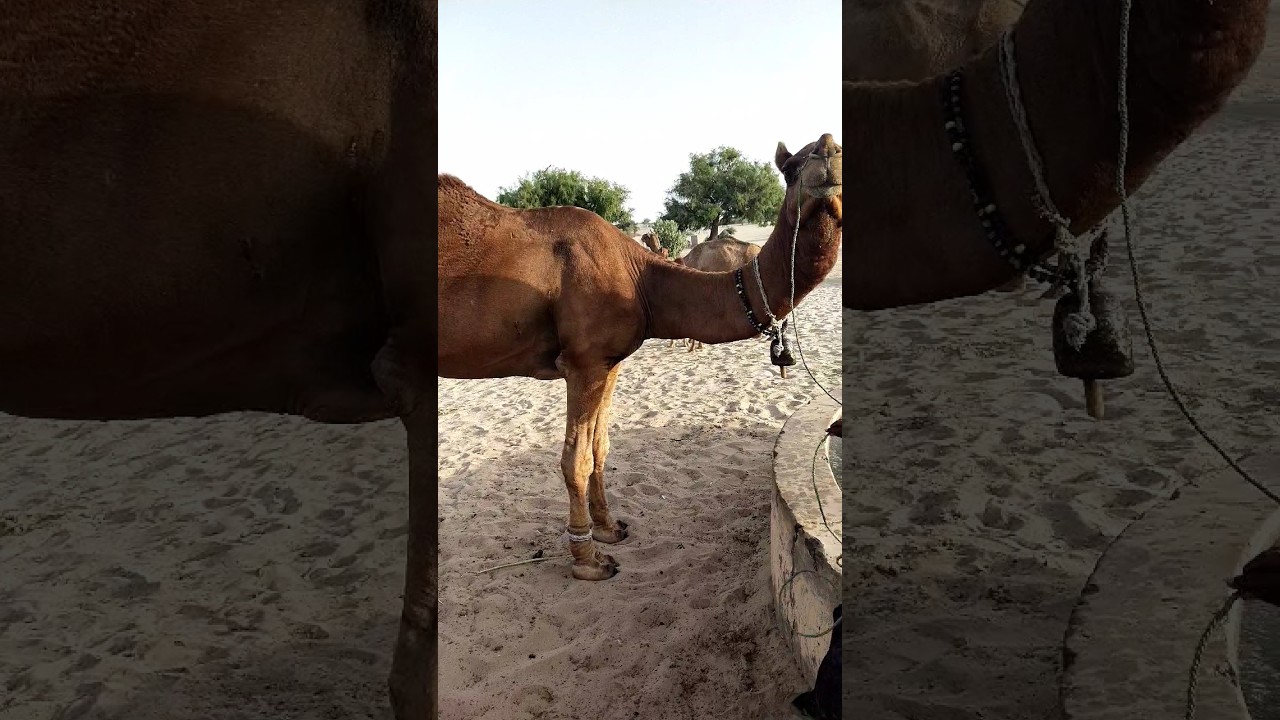 Popular camel|white Desert #trending #viral #shorts