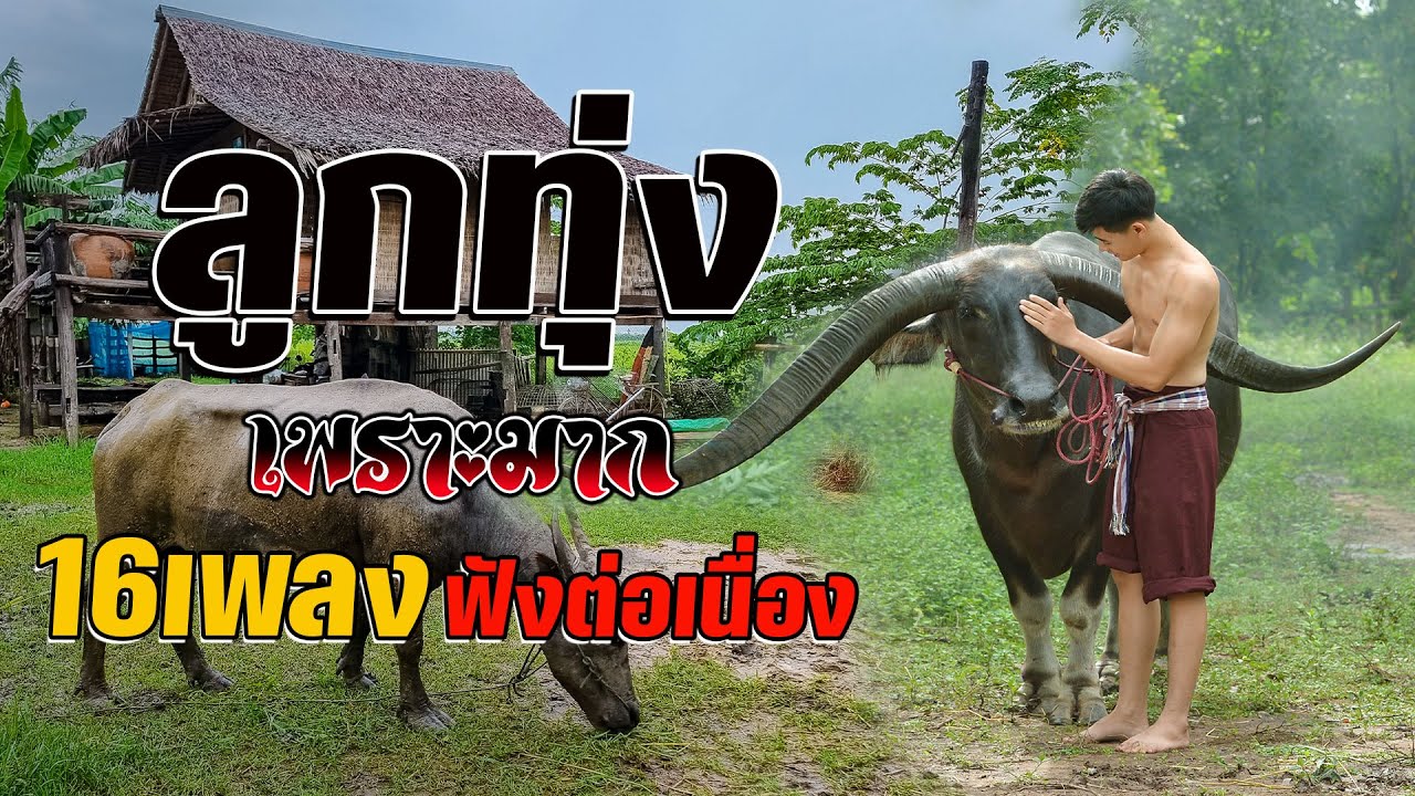ลูกทุ่งเพราะมาก คัดมาพิเศษ : 16เพลงฟังต่อเนื่อง ไม่มีโฆษณา