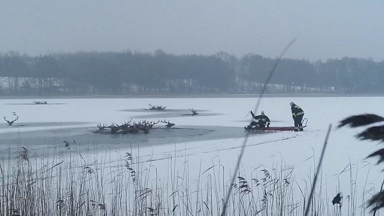 Herd of deer rescued by firefighters from frozen lake in Poland | AFP
