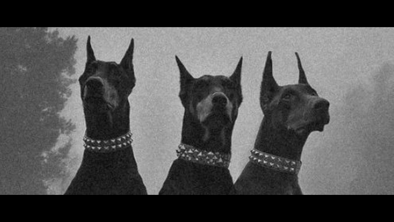  WHO LET THE DOGS OUT FREE DRILL BEAT 168 BPM