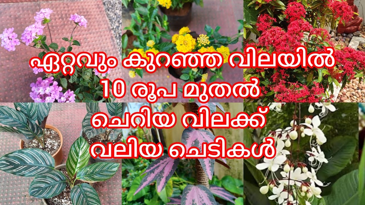 വില കുറഞ്ഞ ചെടികൾ ഇവിടെ കിട്ടും... /Low rate plants sale video ph9446493216