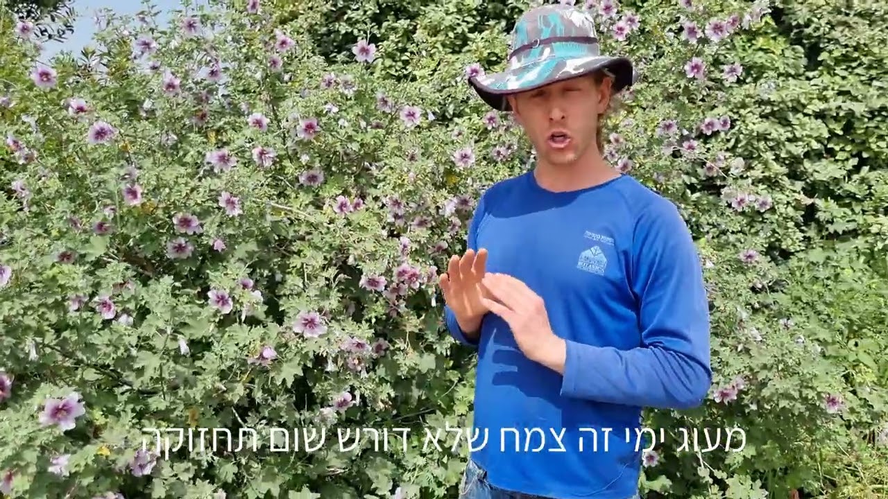 מעוג ימי