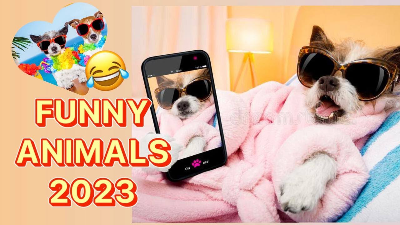 Funny animals 2023😂 # 3 funny jokes about cats 🐕 and dogs 😹