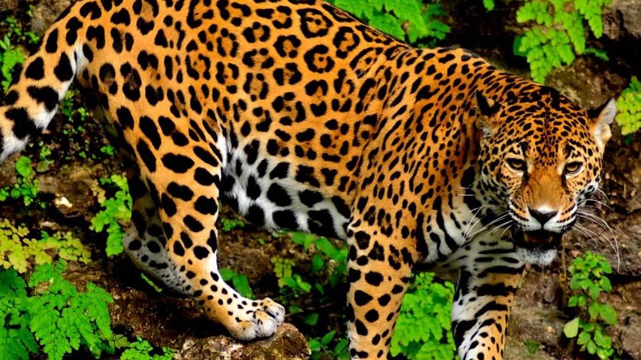 QUAL ANIMAL COMBINA MAIS COM VOCÊ?