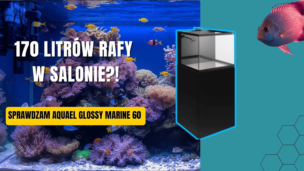 170 litrów rafy w salonie?! Sprawdzam Aquael Glossy Marine 60! 🐠