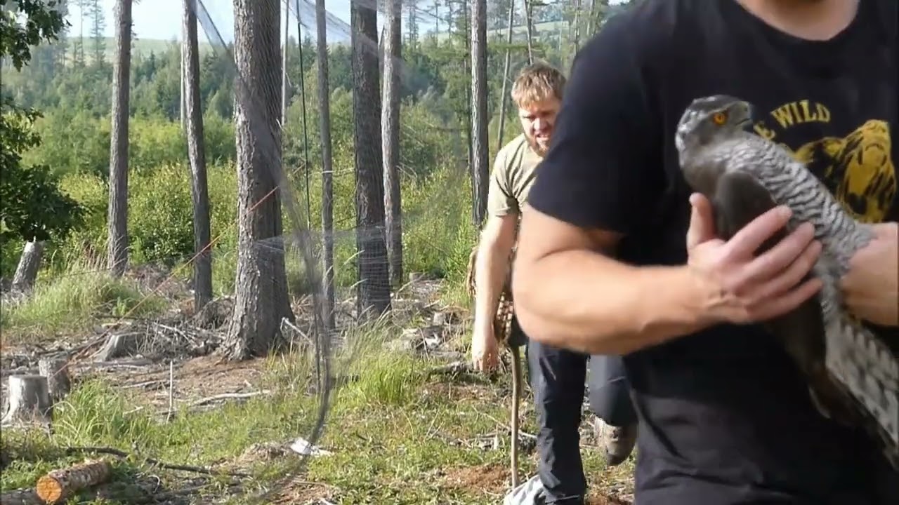 Jestřáb lesní