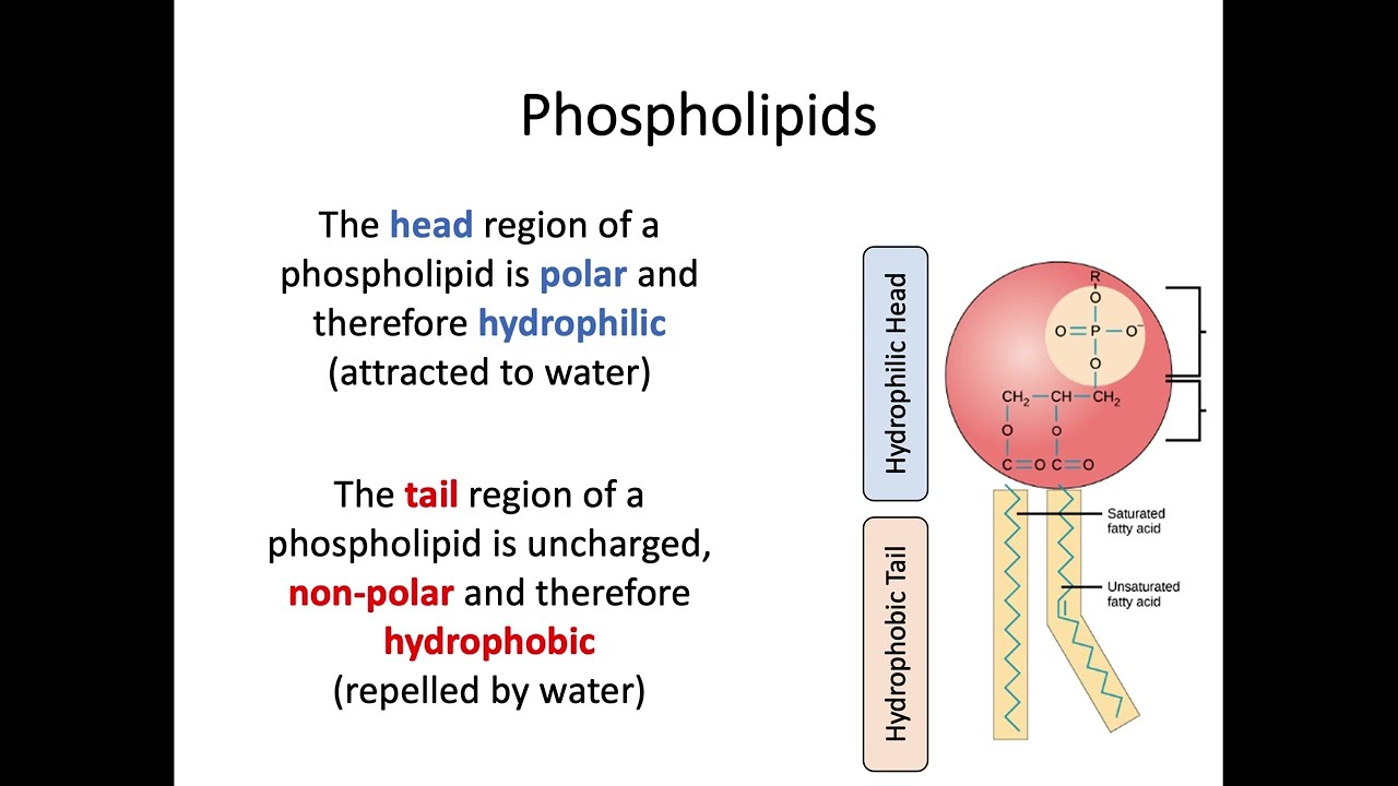 AH Biology 1.3a Movement of Molecules across Membranes