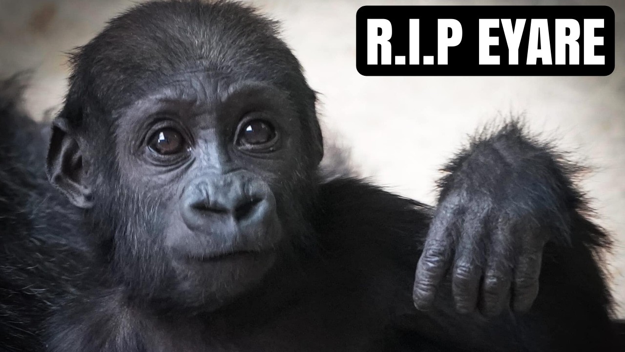 A Heartbreaking Farewell to Eyare: A Beloved Baby Gorilla