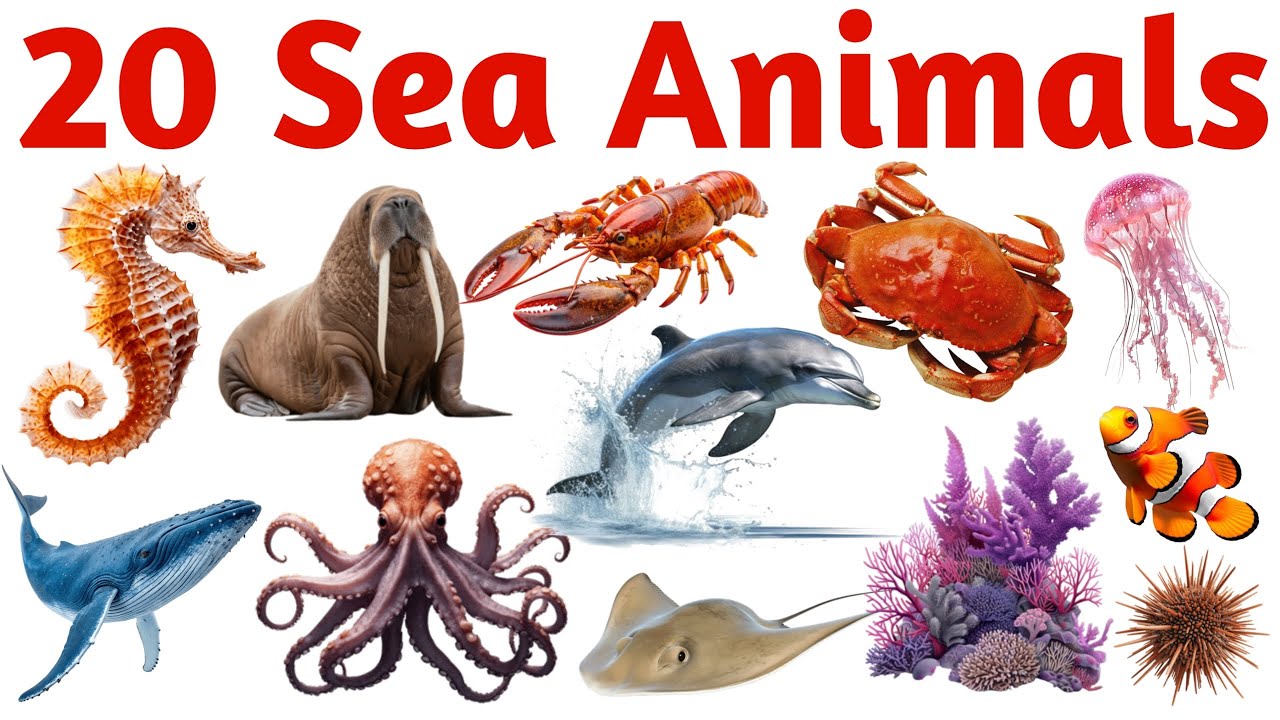 20 समुद्री जानवरों के नाम सीखें बच्चों के लिए | Learn 20 Sea Animal Names for Kids with Pictures