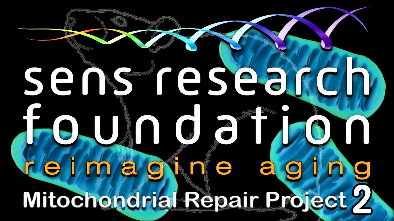 SENS Research Foundation &mdash; MitoMouse Project | Lifespan.io Crowdfunding Campaign