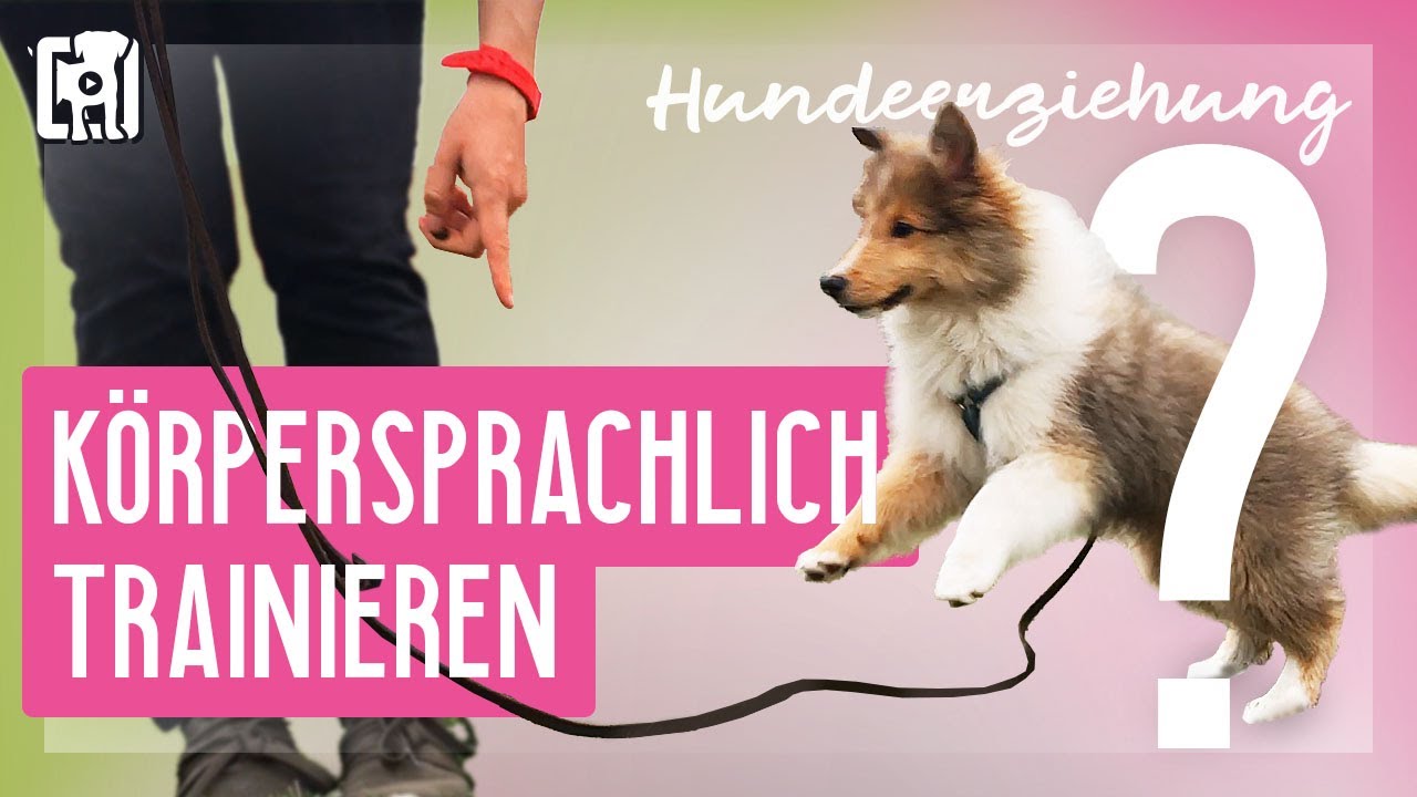 Körpersprachliche Hundeerziehung - Dos ✓ and Don'ts ✘