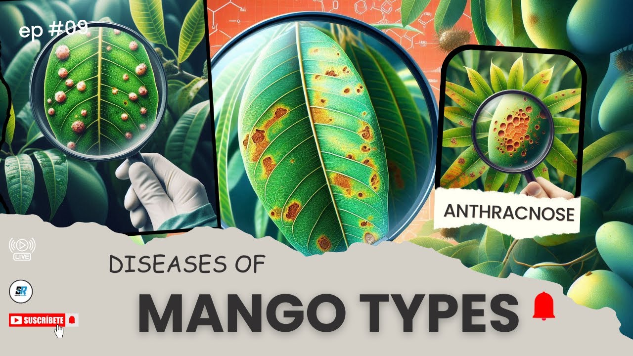 DISEASES OF MANGO TYPES