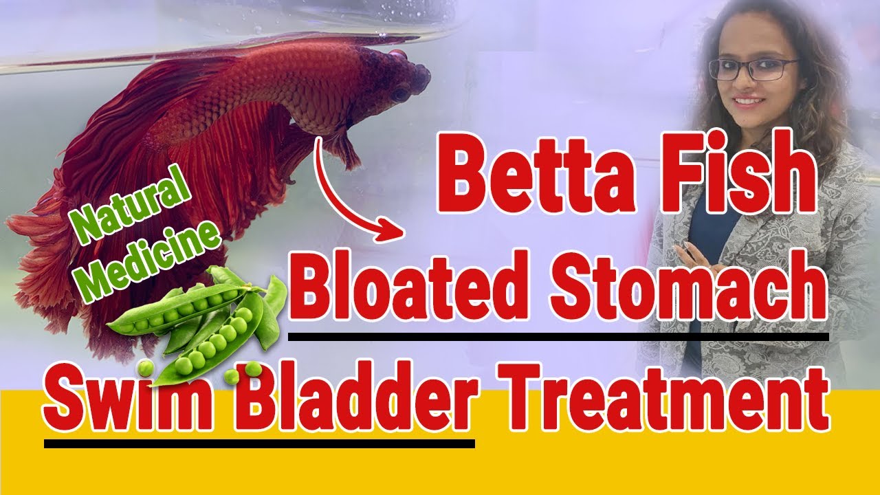 How to Treat Betta fish Swim Bladder / Bloated stomach Disease in a natural way,  #bettafish #betta