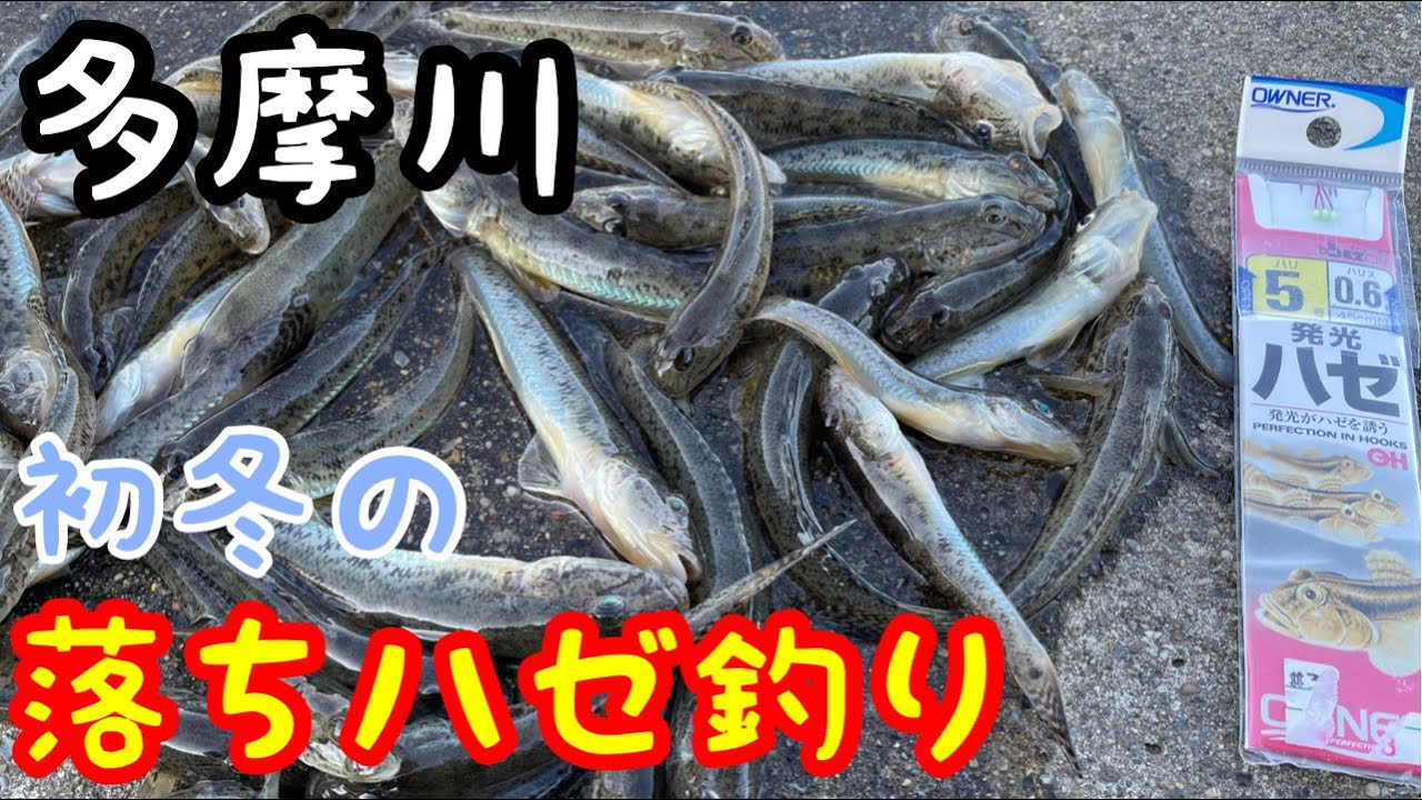 多摩川で落ちハゼ釣り!!大満足の釣果だがビクに問題発生!!残念すぎる結果が…。
