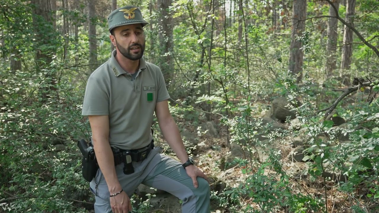 Deperimento pinete di pino silvestre e pino nero