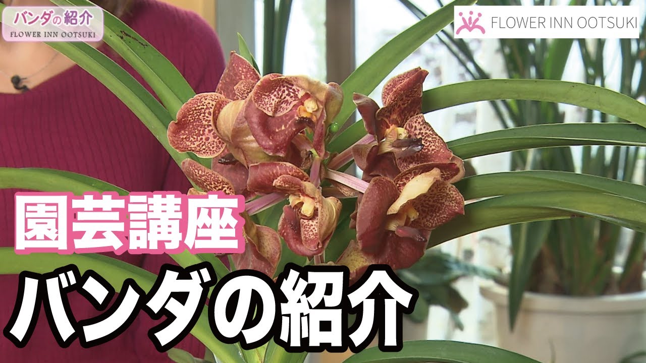 【園芸講座】バンダの紹介 テレビ 「楽しい花辞典」放映中 FLOWER-INN OOTSUKI