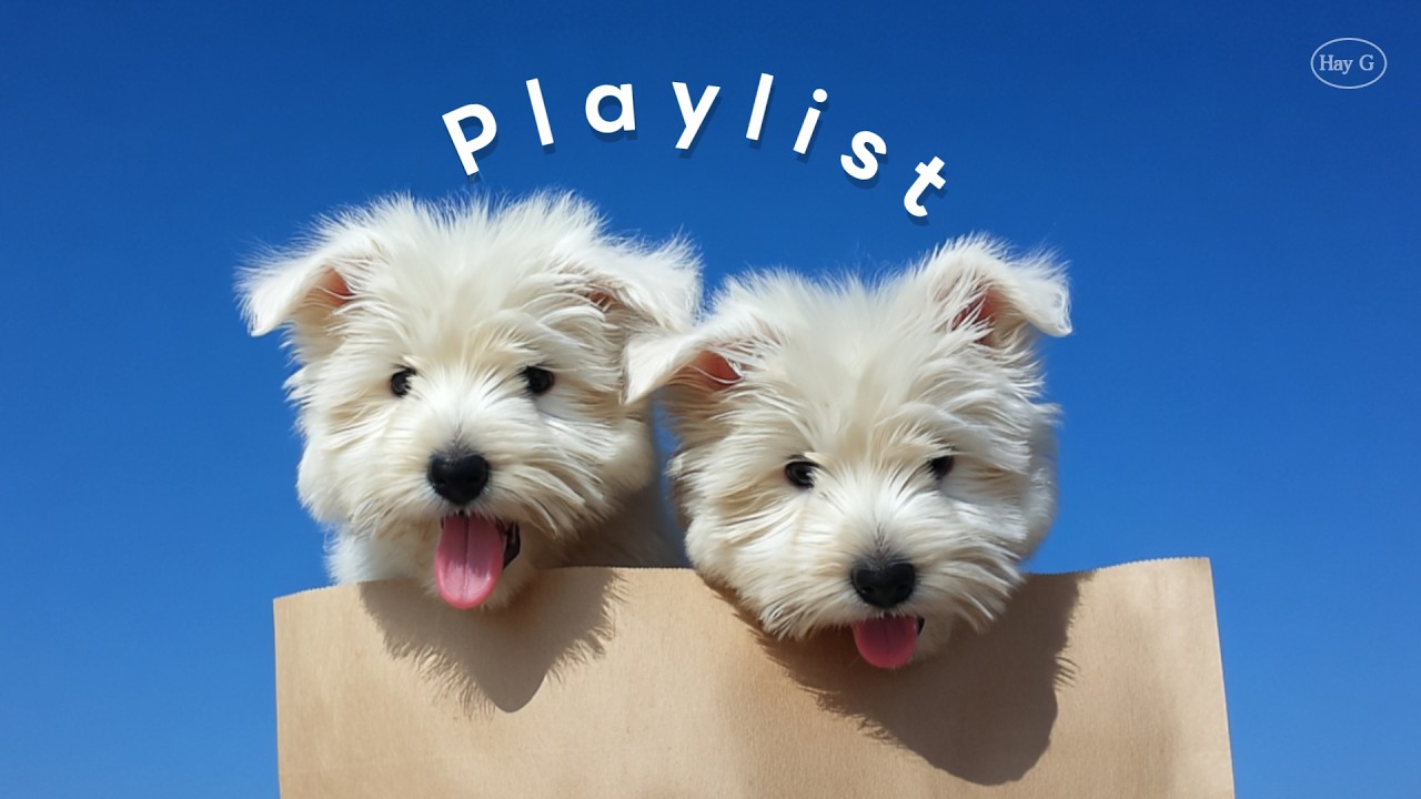 Playlist ☁️ 오늘을 행복하게 보내는 방법🎧 리듬에 몸을 맡기기 | 광고없는 매장음악 · 출근길 · 노동요 · 카페 | Hay G 플리💙