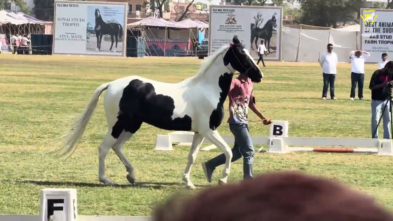 Brood Mare category in 2026 Jodhpur Horses Show