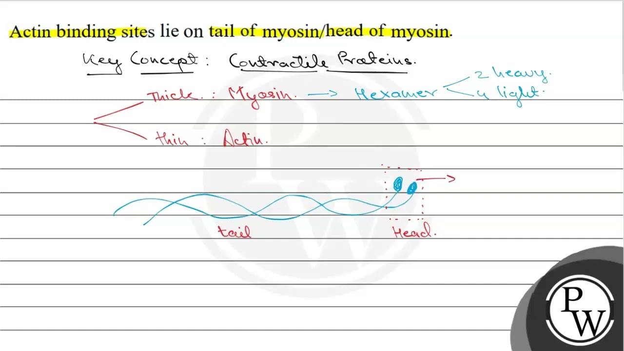 Actin binding sites lie on tail of myosin/head of myosin.
