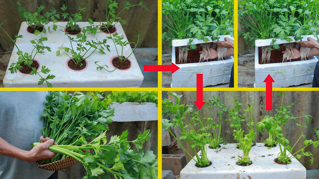 Growing celery from seeds at home using hydroponics