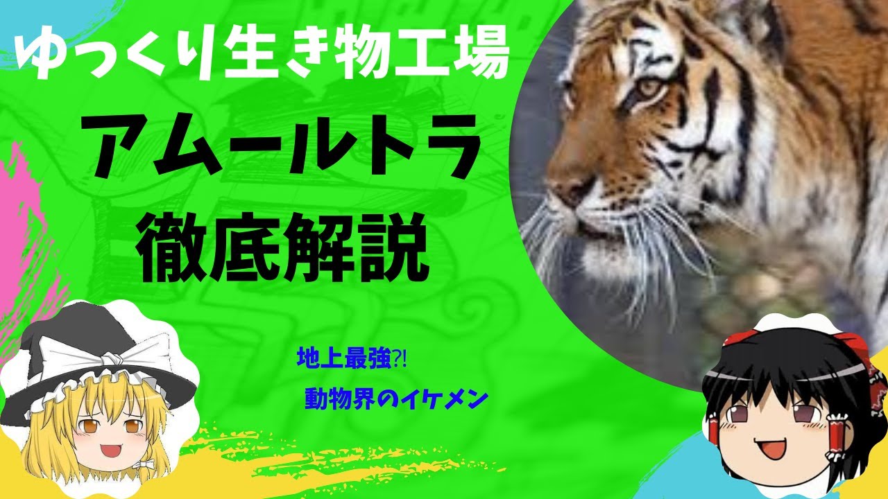 アムールトラゆっくり解説　なんてかっこいいんだこいつは！！