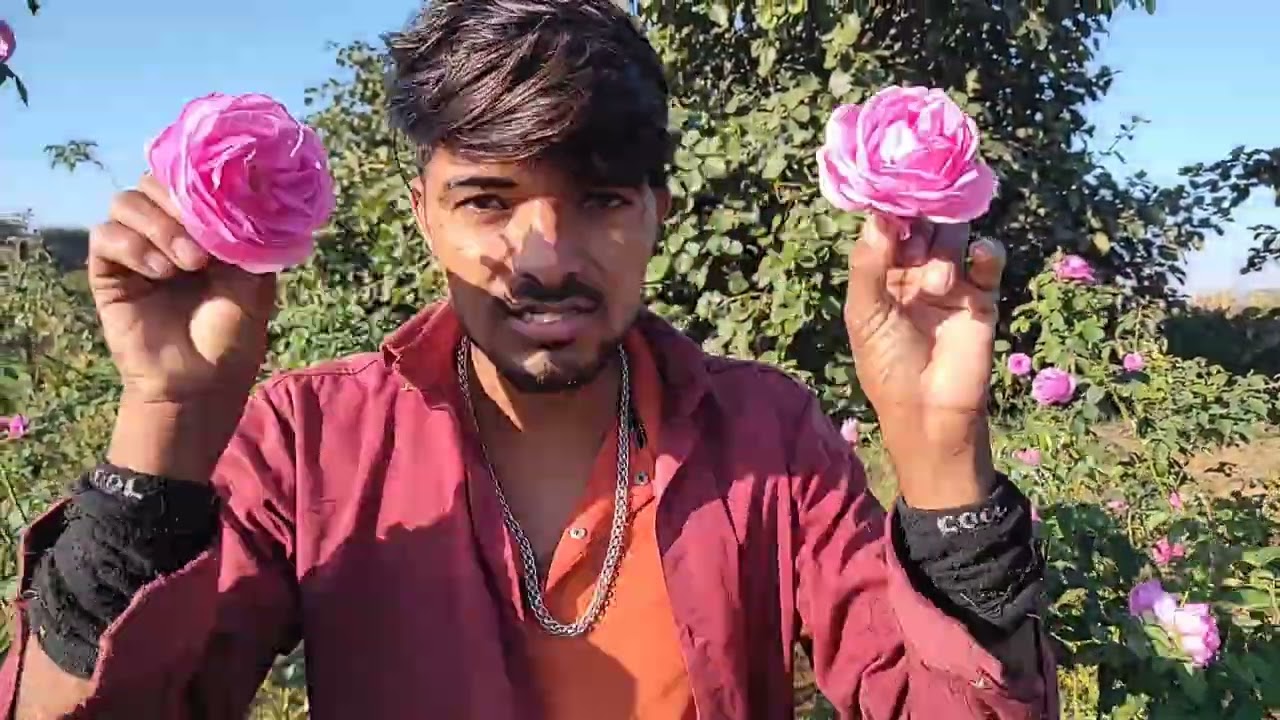 सबसे अच्छी क्वालिटी के गुलाब के पौधे | Pink Rose Plant
